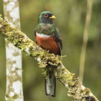 Masked Trogon